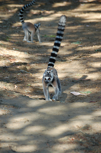 Madagascar 2006